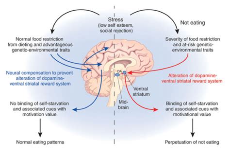 How Brain Chemistry Can Influence An Eating Disorder .